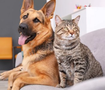 pet-suppliers