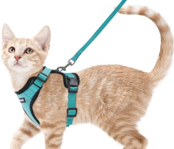 Collars-Leads-and-Harnesses