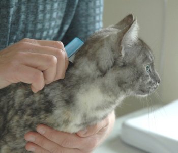 Health-and-Flea-Treatments