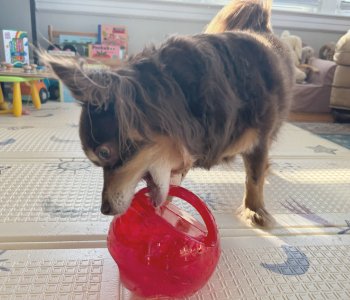 Pet-Toys-and-Enrichment