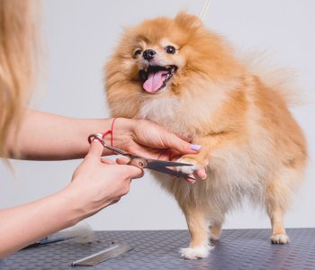 pet-grooming-and-hygiene
